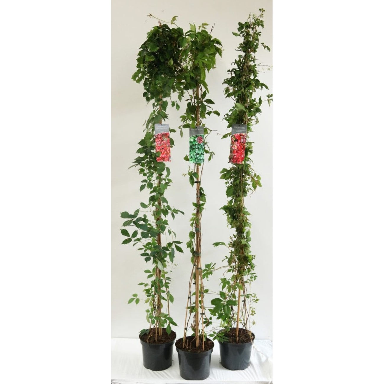 Klättervildvin – Parthenocissus tricuspidata 'Green Spring' - C5 175-225 CM Stick